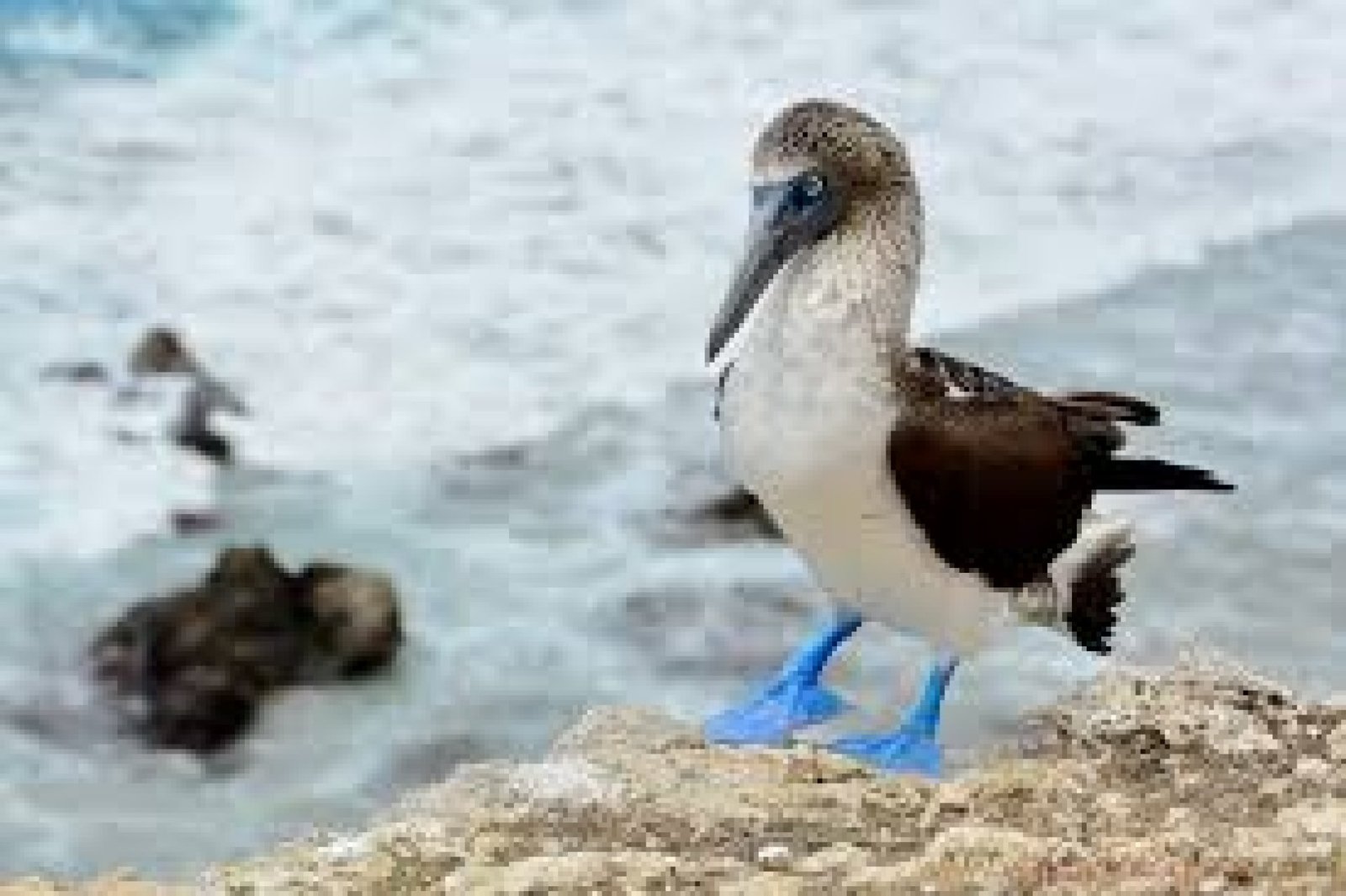 Isla de la Plata: A Wildlife Paradise on the Ecuadorian Coast