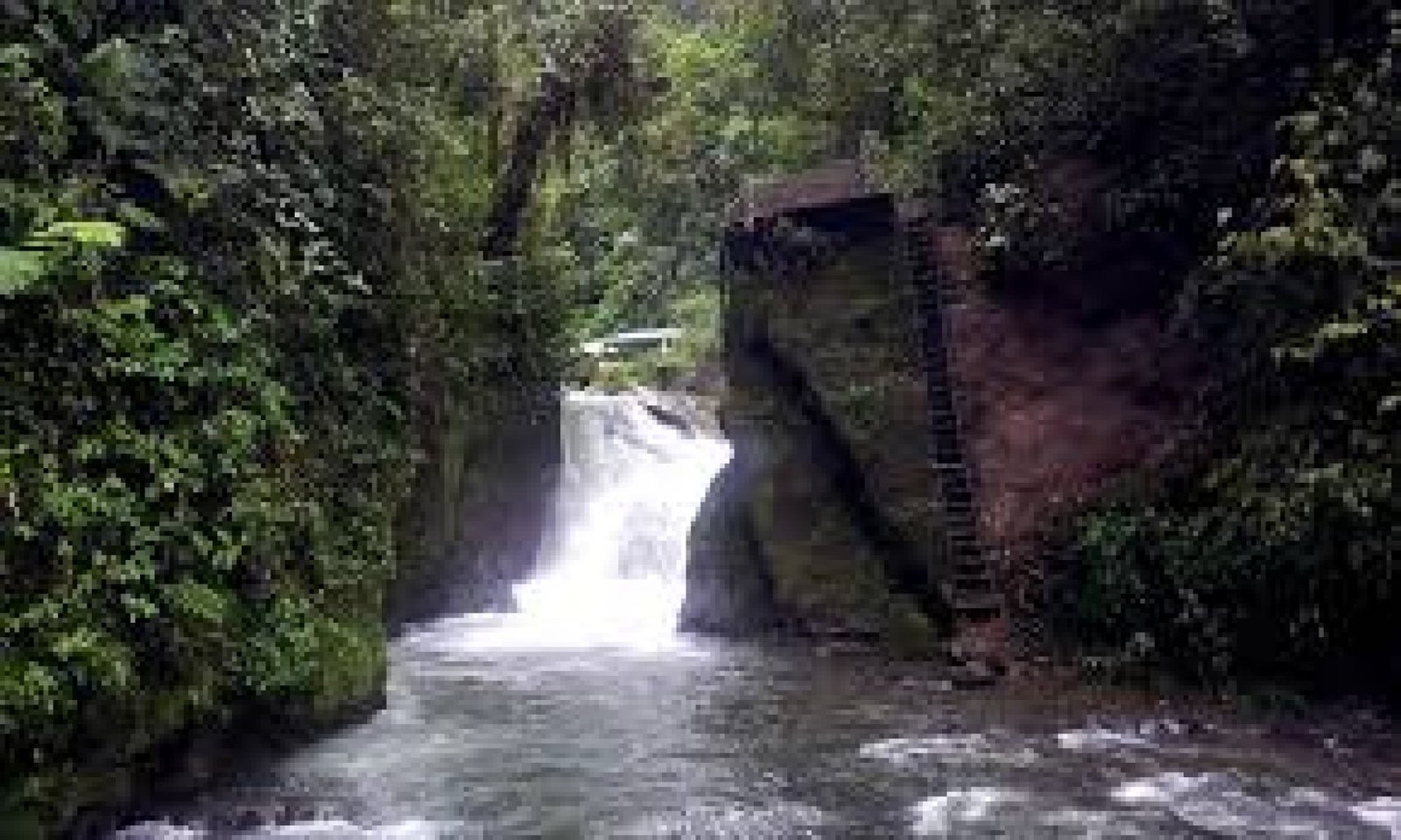 Mindo-Nambillo Protected Forest Trail: A Paradise of Biodiversity