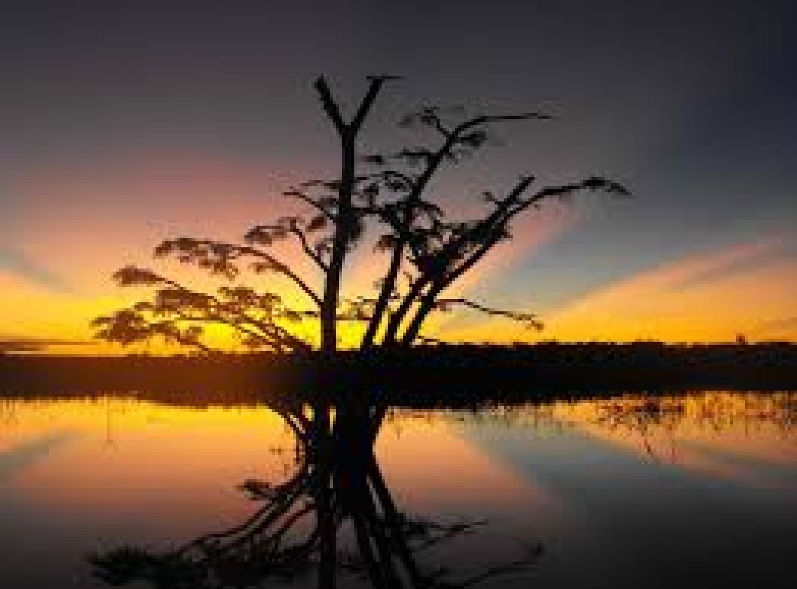 Adventure in the Ecuadorian Amazon: Discovering Yasuní and Cuyabeno