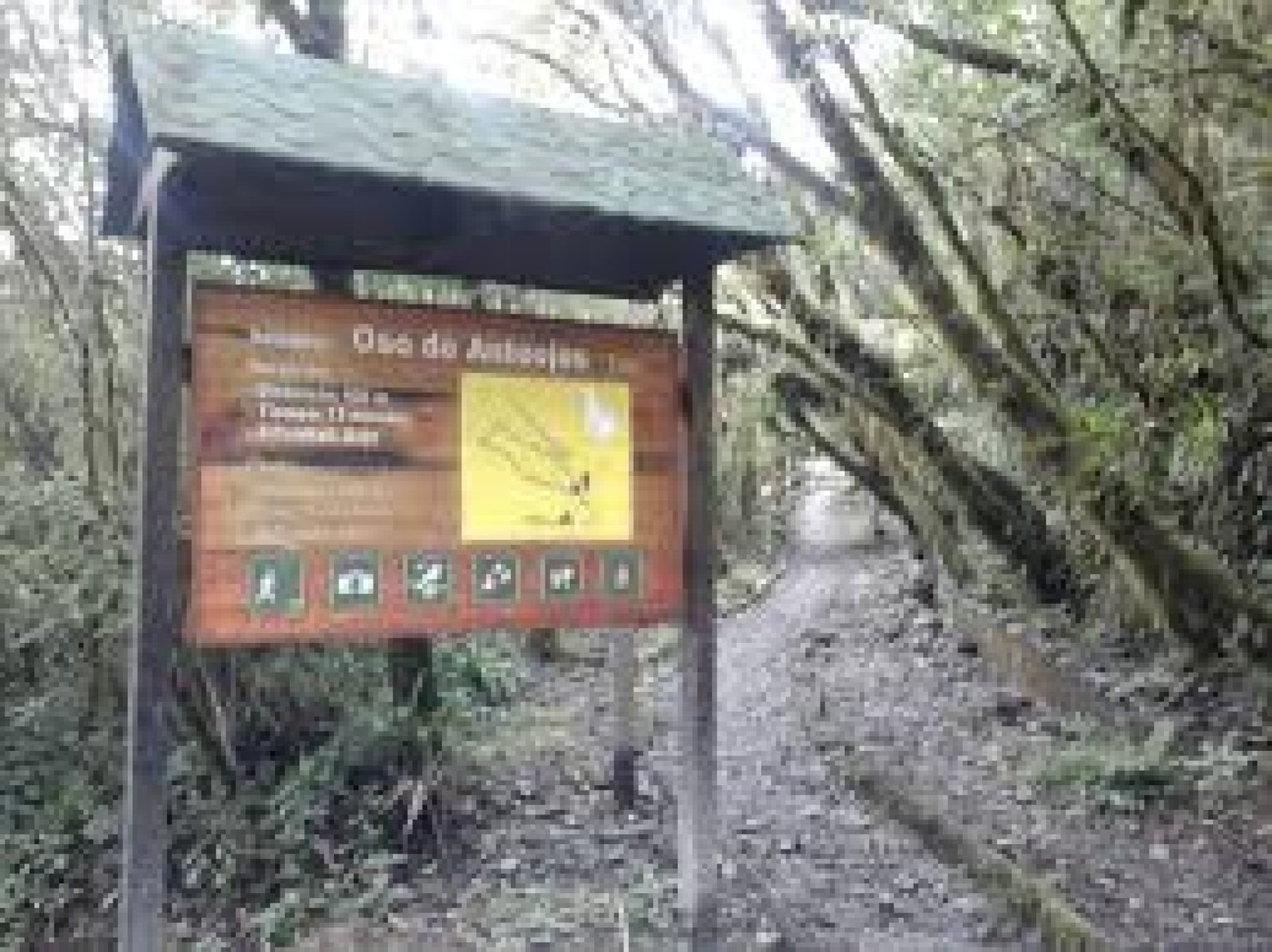 El Sendero del Oso de Anteojos: Una Caminata en el Corazón del Bosque Nublado