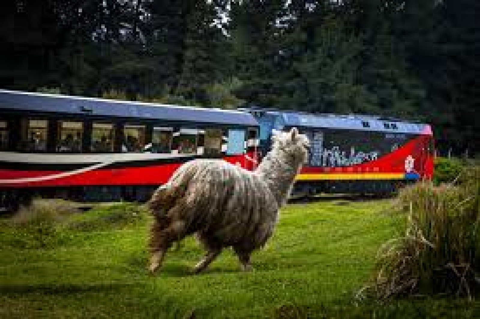 El Tren de los Volcanes: Viaje Panorámico por el Corazón Andino