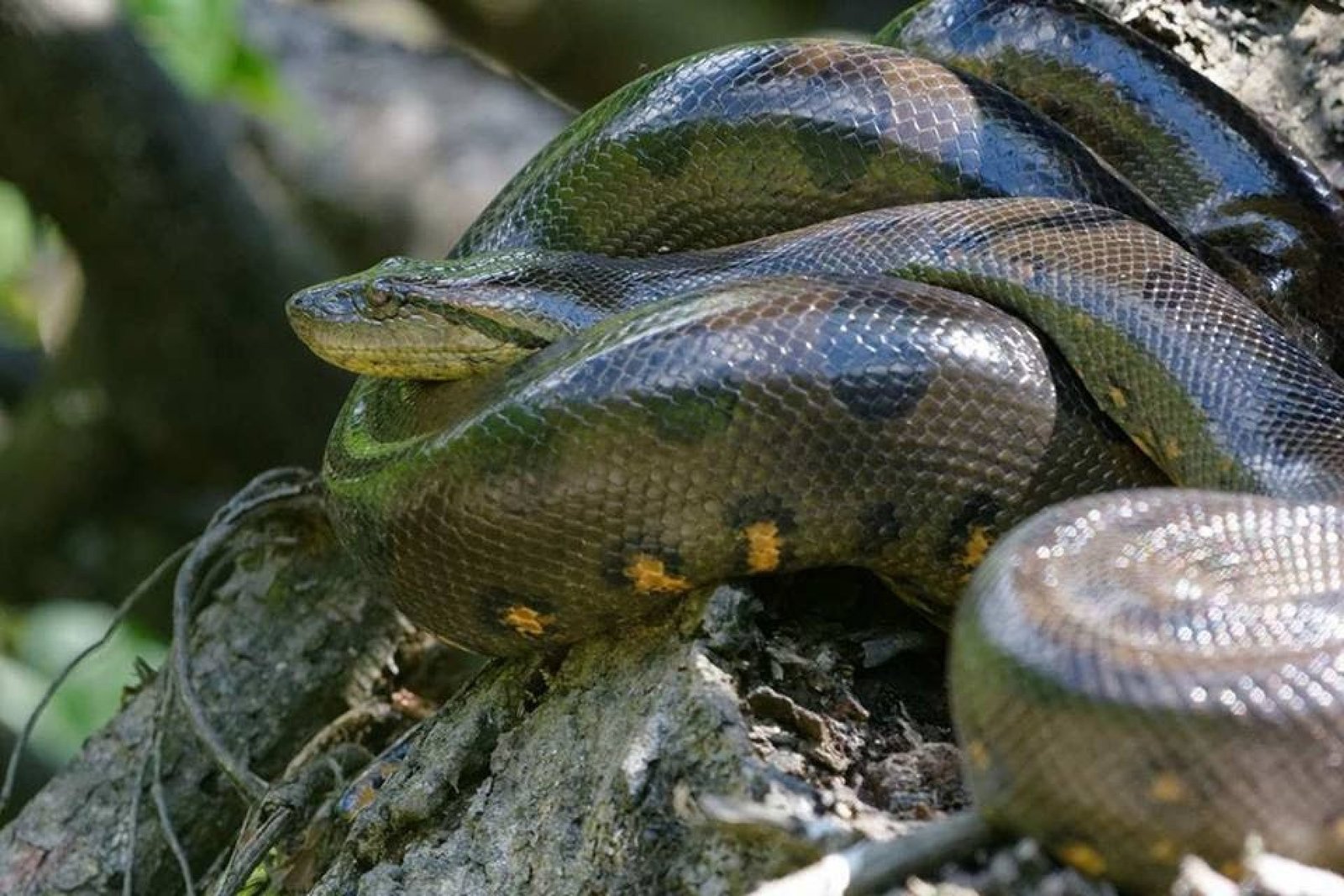 Cuyabeno Ecuador 