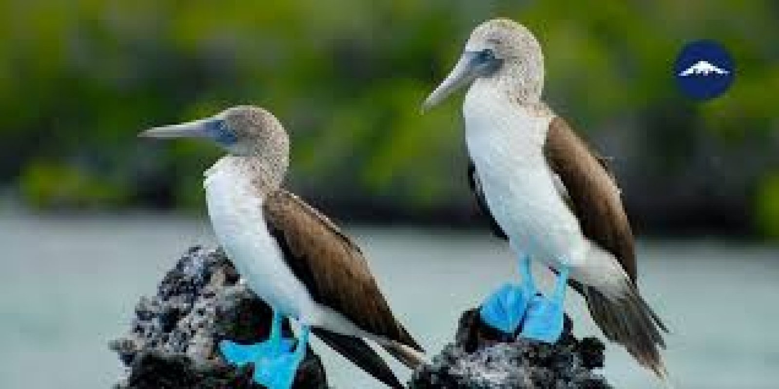 Galapagos Islands