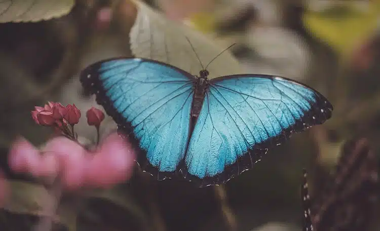 Mindo Ecuador