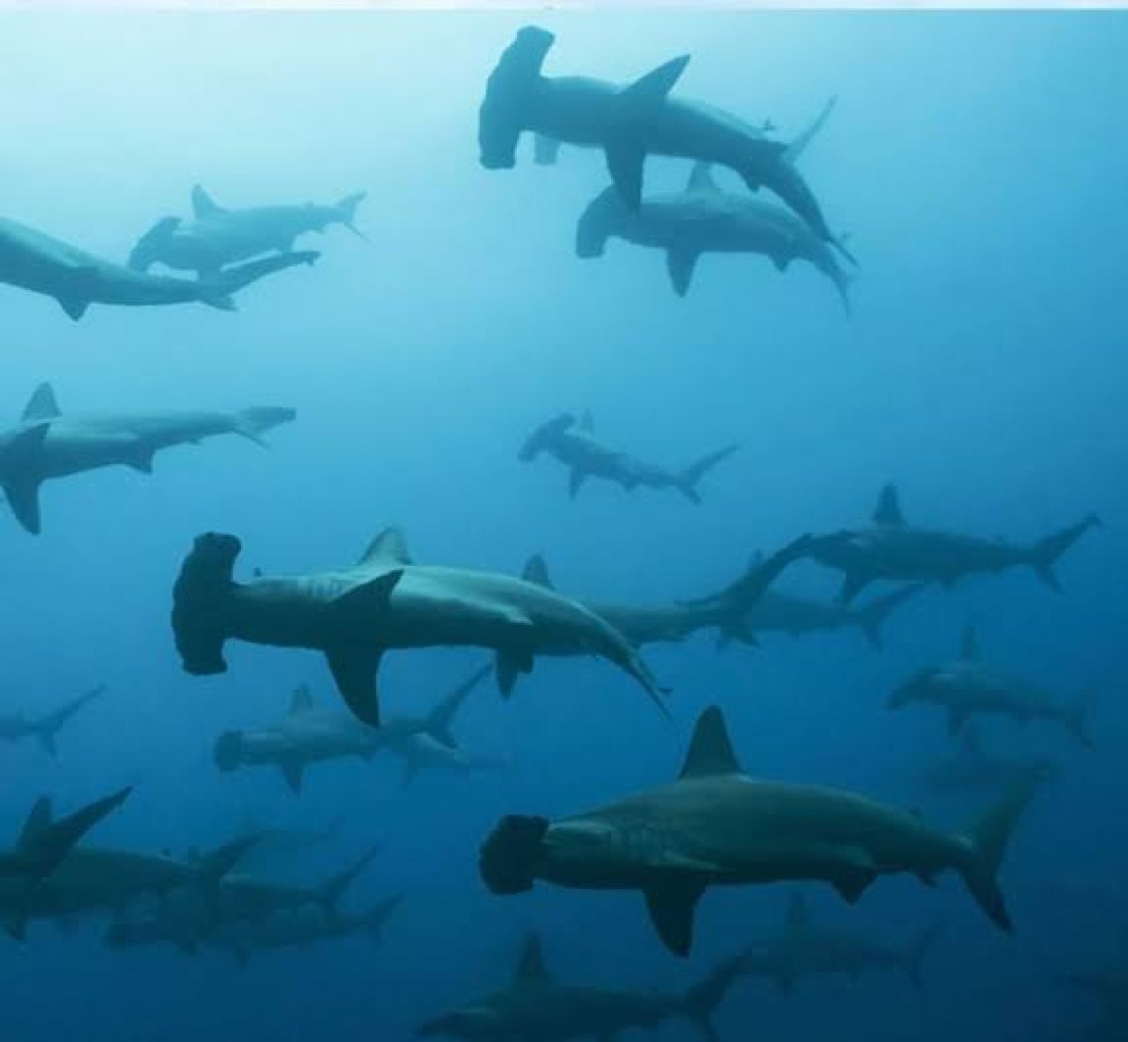 Tour 360° San Cristóbal Galápagos – Kicker Rock, Punta Pitt, Bahía Sardina y Rosa Blanca