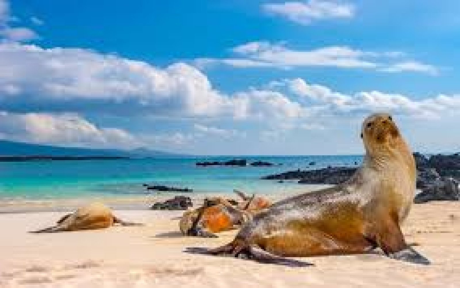 6-Day Galápagos Tour: Isabela & Santa Cruz
