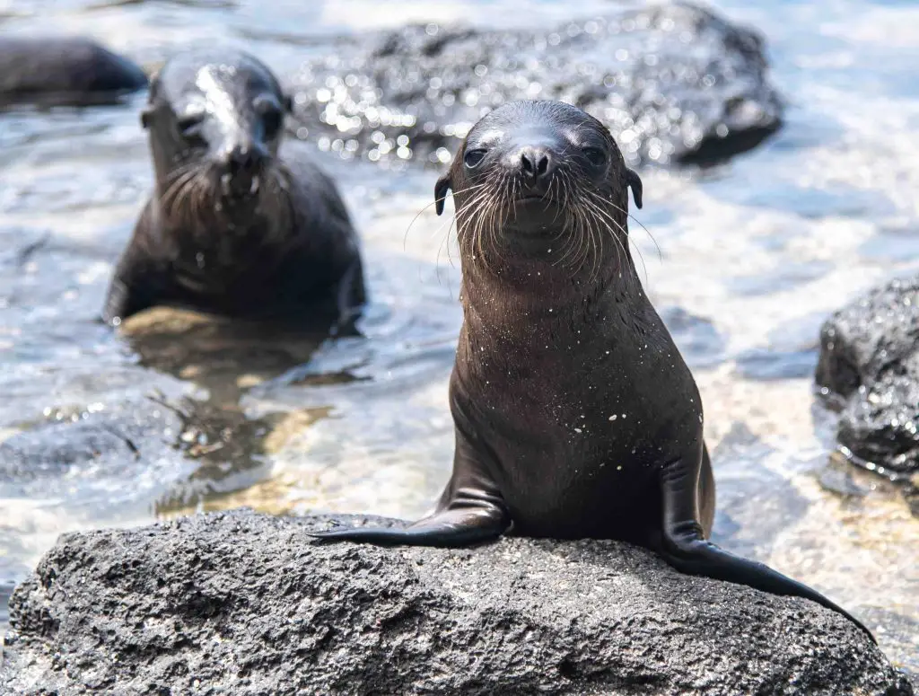 Retiro Corporativo en Ecuador y Galápagos 10 Días | Bienestar, Liderazgo y Team Building