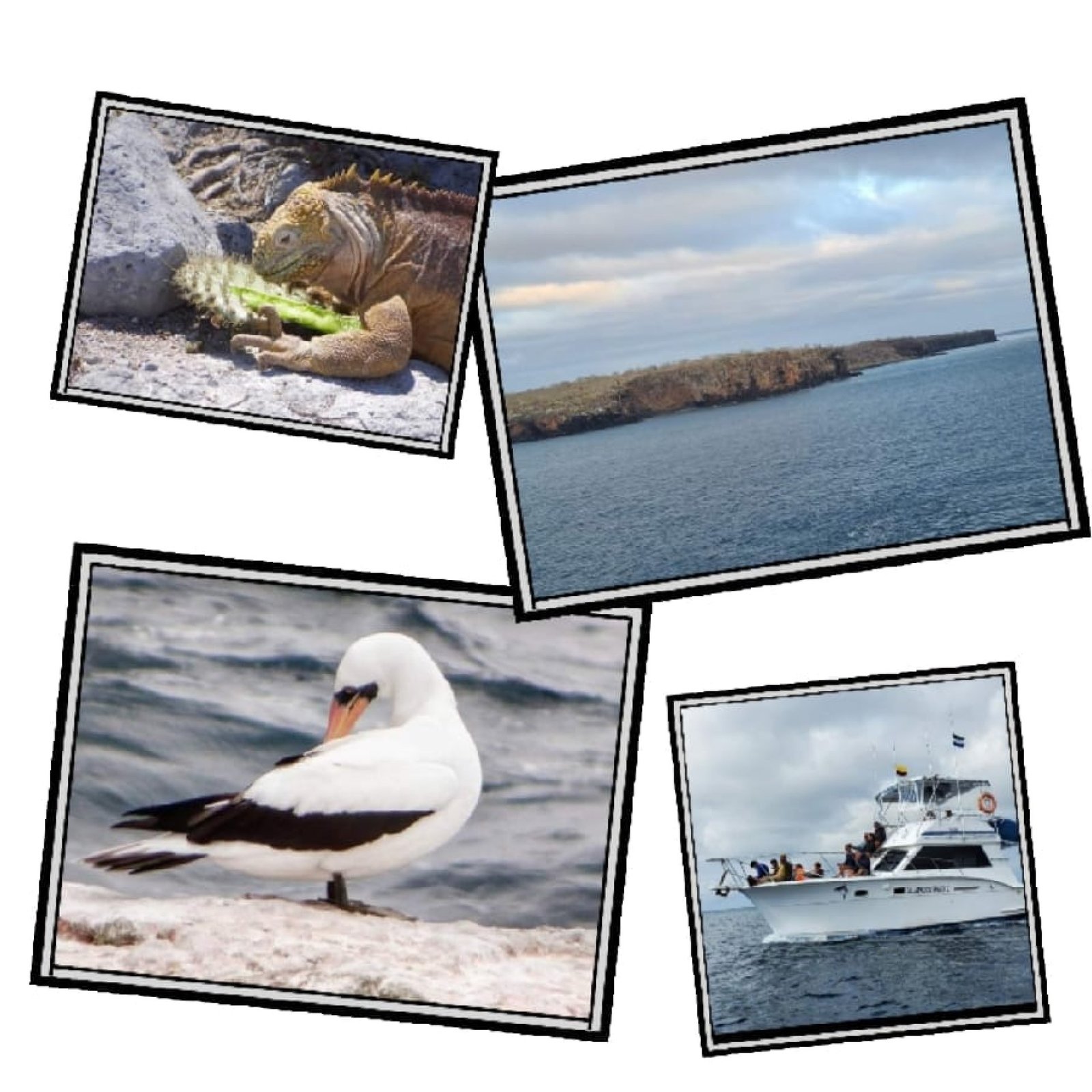 6-Day Galápagos Tour: Isabela & Santa Cruz