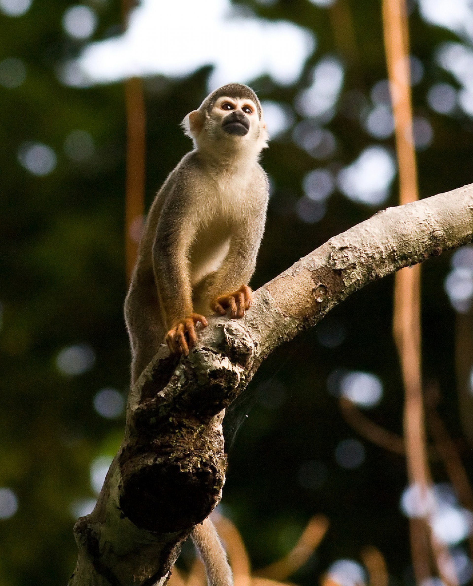 Yasuni Ecuador 3 days - 2 nights