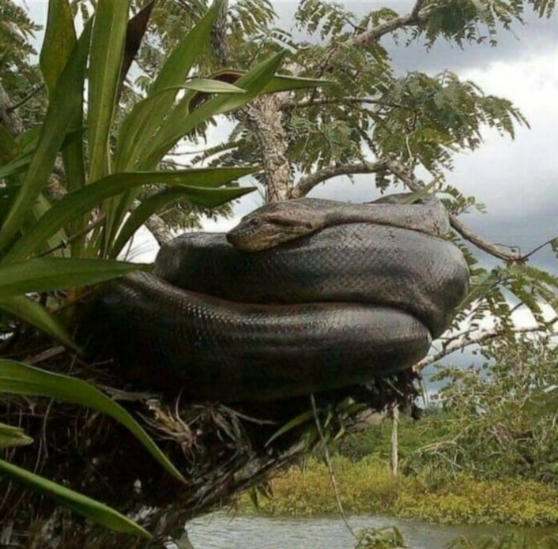 Yasuni Ecuador 4 Days - 3 Nights