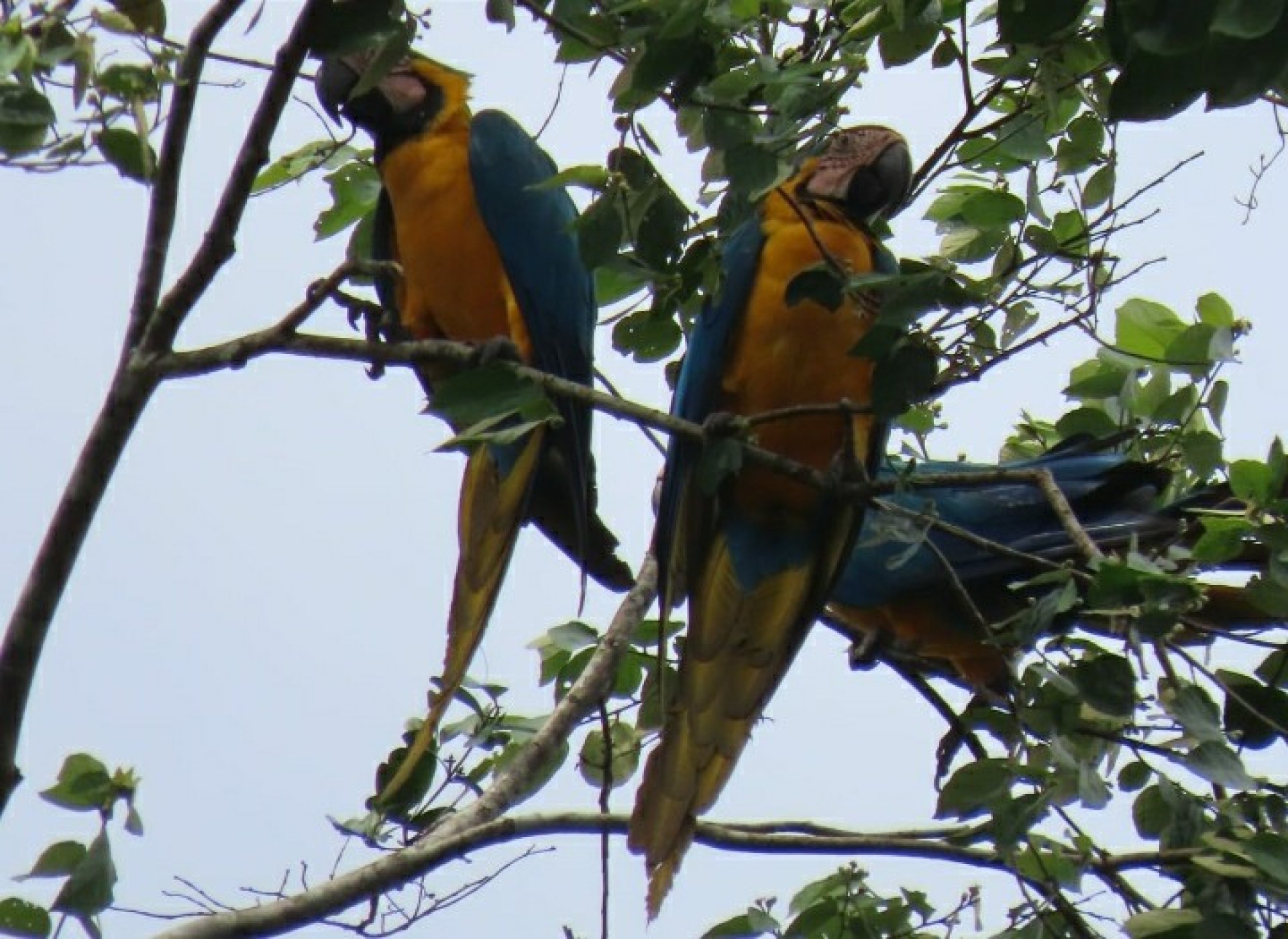 Yasuni Ecuador 3 days - 2 nights