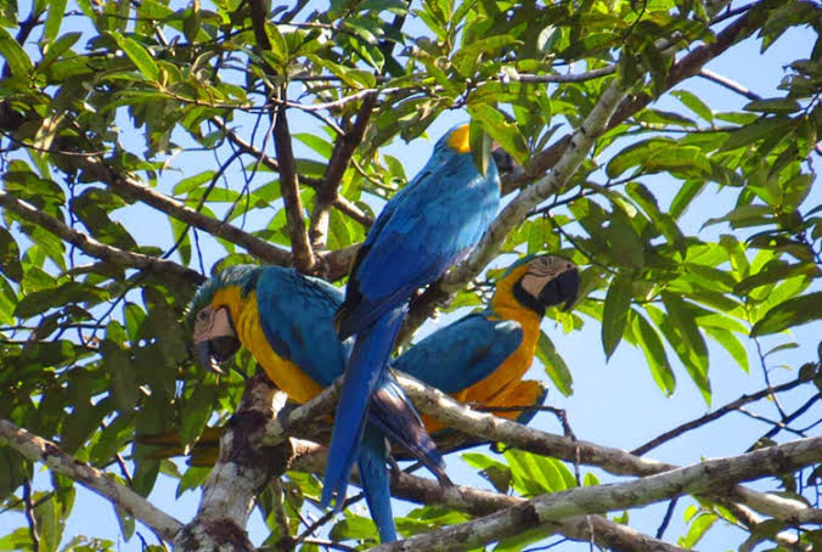 Cuyabeno Ecuador Tour 4Day 