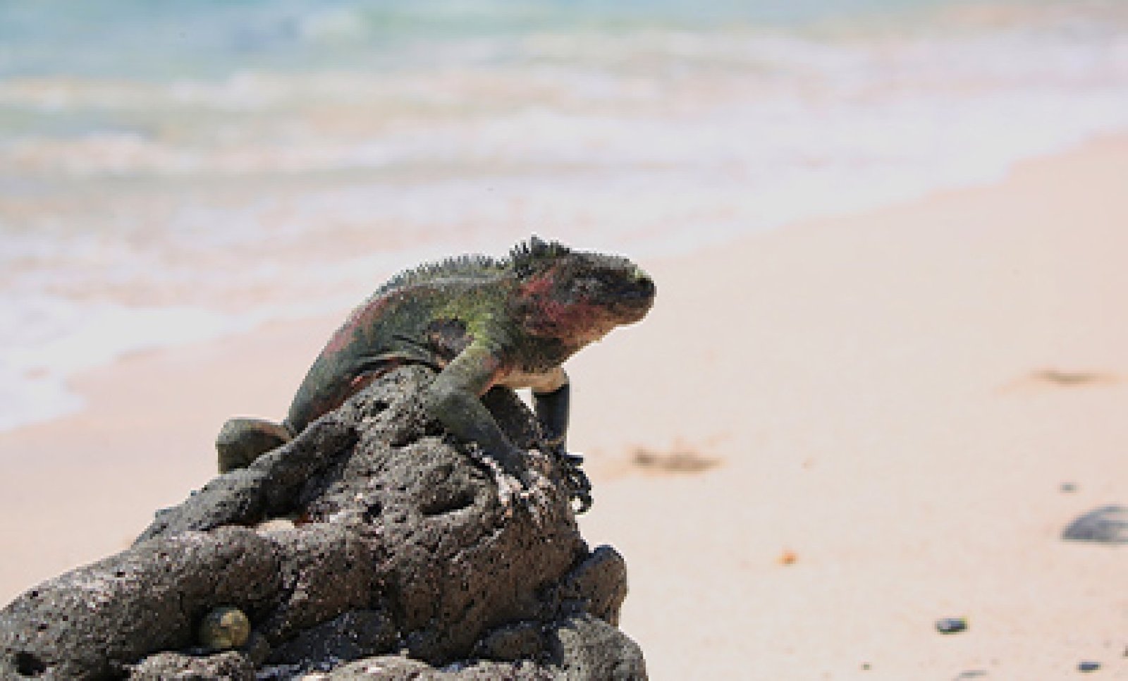 Tour Isla Española Galápagos – Punta Suárez & Gardner Bay