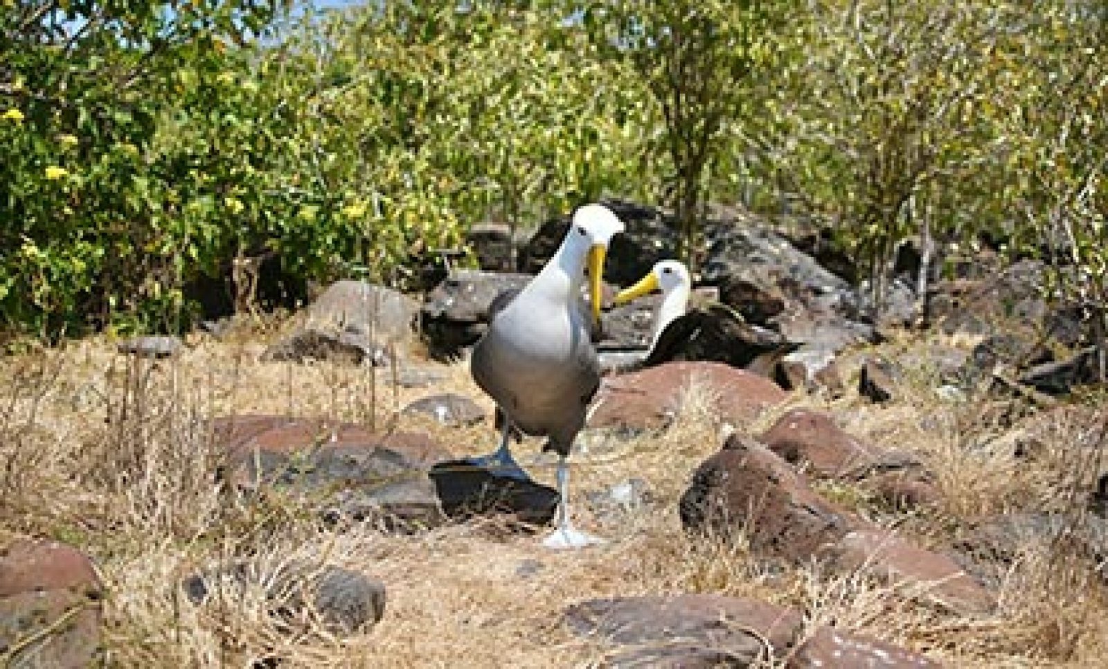 Tour Isla Española Galápagos – Punta Suárez & Gardner Bay