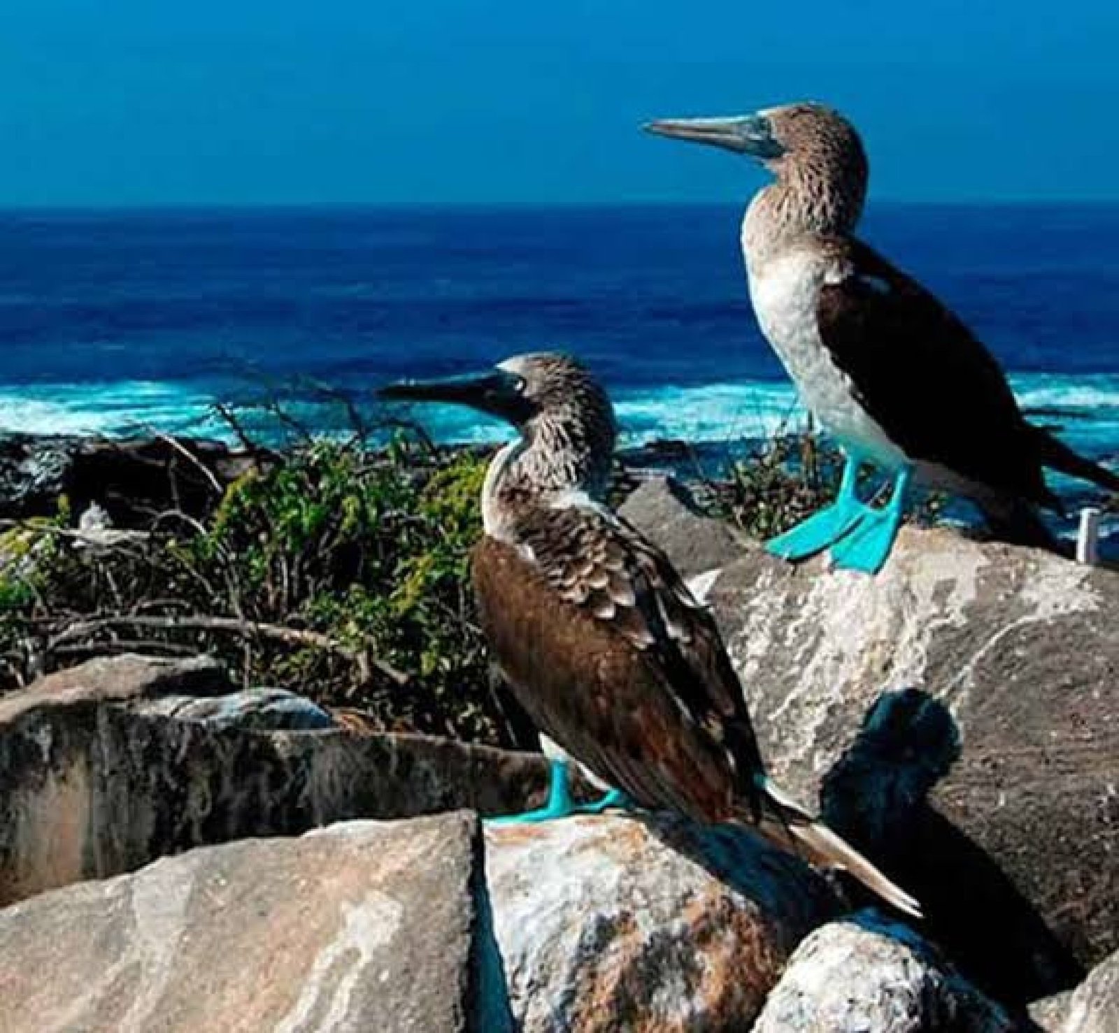 Tour Isla Española Galápagos – Punta Suárez & Gardner Bay