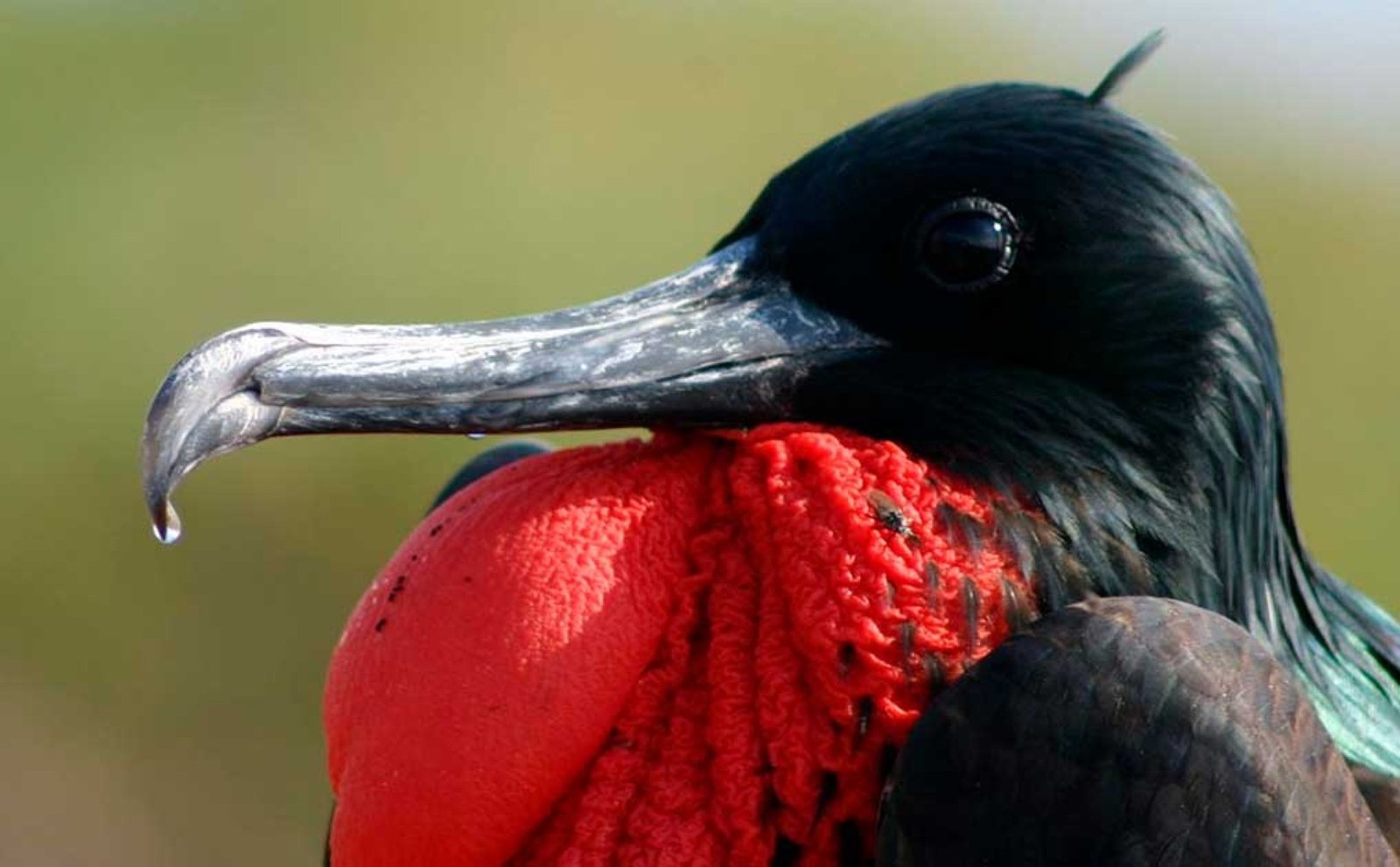 Fregate Hills (Cerro Tijeras)Tour - San Cristóbal Galápagos