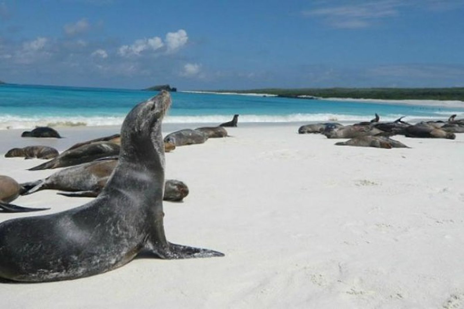 Tour Isla Lobos San Cristóbal – Senderismo, Lobos Marinos, Piqueros y Snorkeling