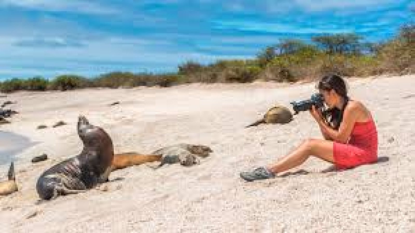 Tour La Lobería San Cristóbal – Lobos Marinos, Playa & Snorkeling