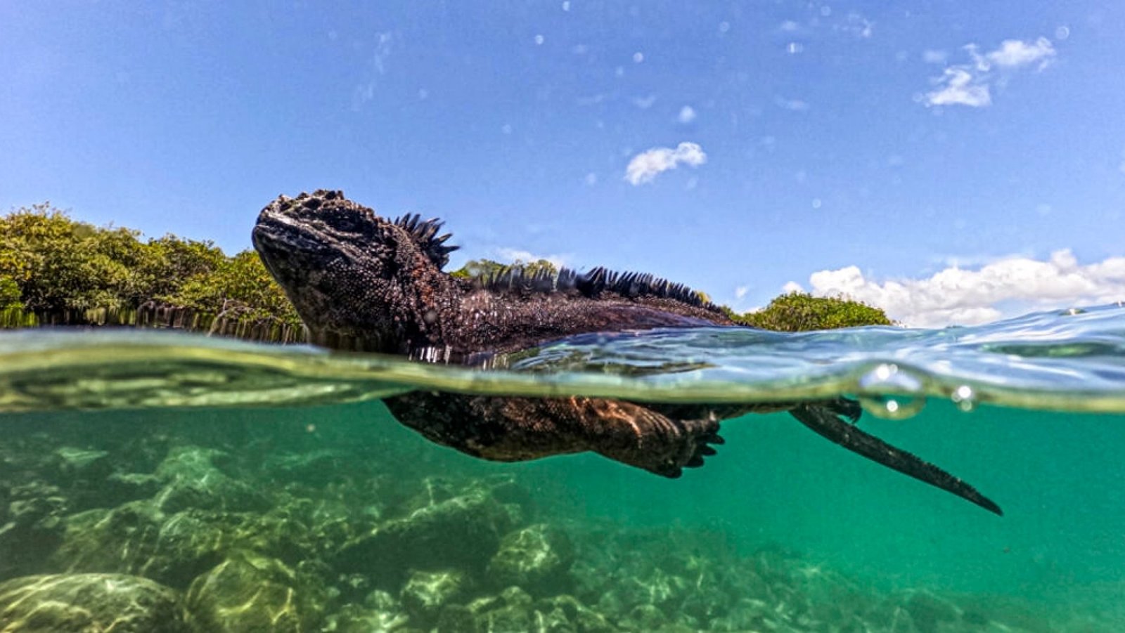 Tour La Lobería San Cristóbal – Lobos Marinos, Playa & Snorkeling