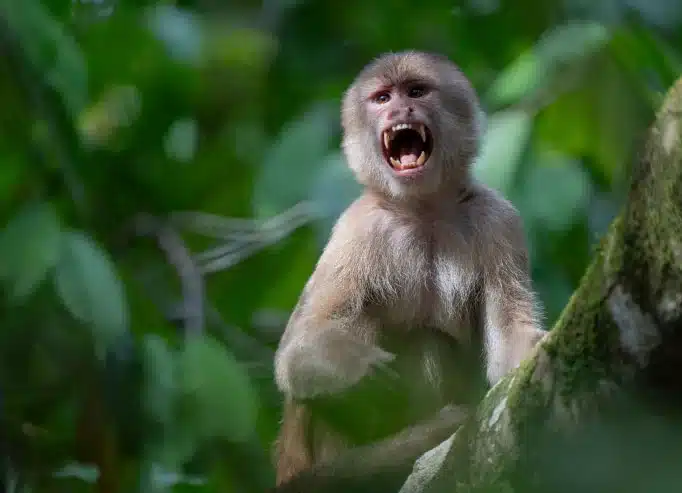Napo Wildlife Center 4 Days Tour | Yasuni National Park Ecuador