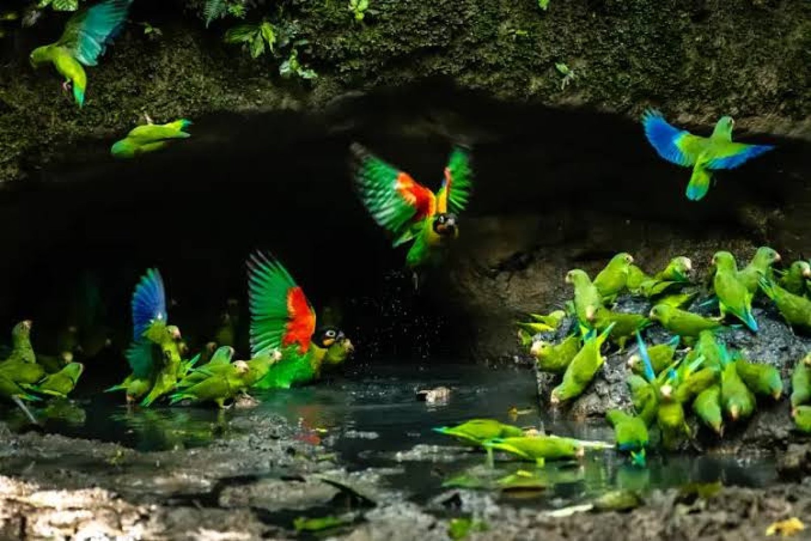 Napo Wildlife Center 5 Days 4 Nights | Yasuni National Park Amazon Tour
