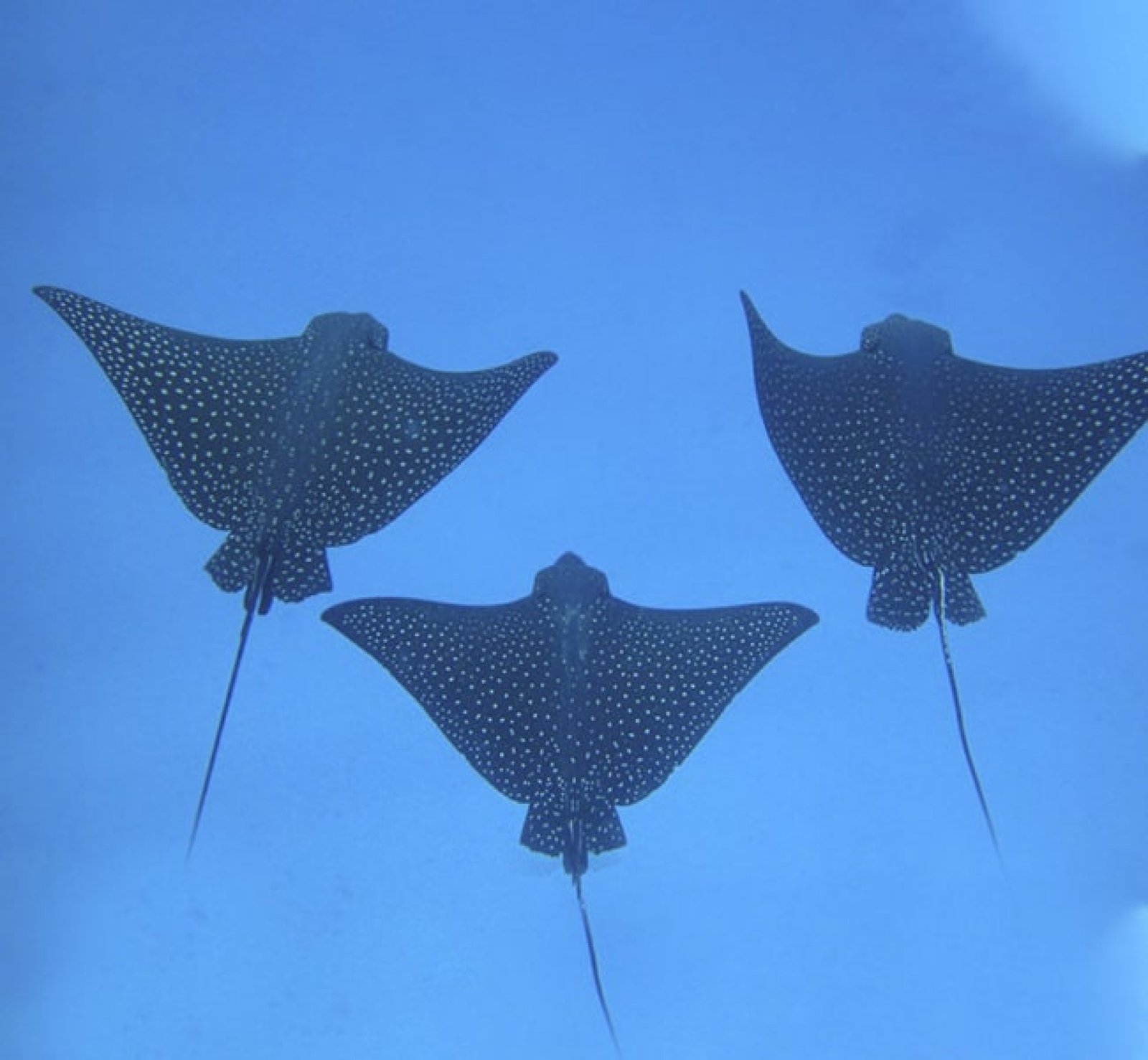 Tour Leon Dormido & Cerro Brujo – Snorkeling con Tiburones y Tortugas en San Cristóbal