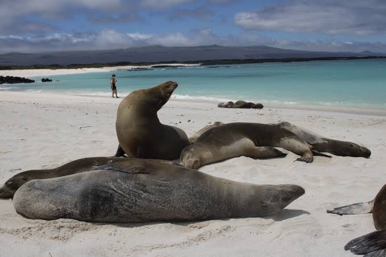 Tour Leon Dormido & Cerro Brujo – Snorkeling con Tiburones y Tortugas en San Cristóbal