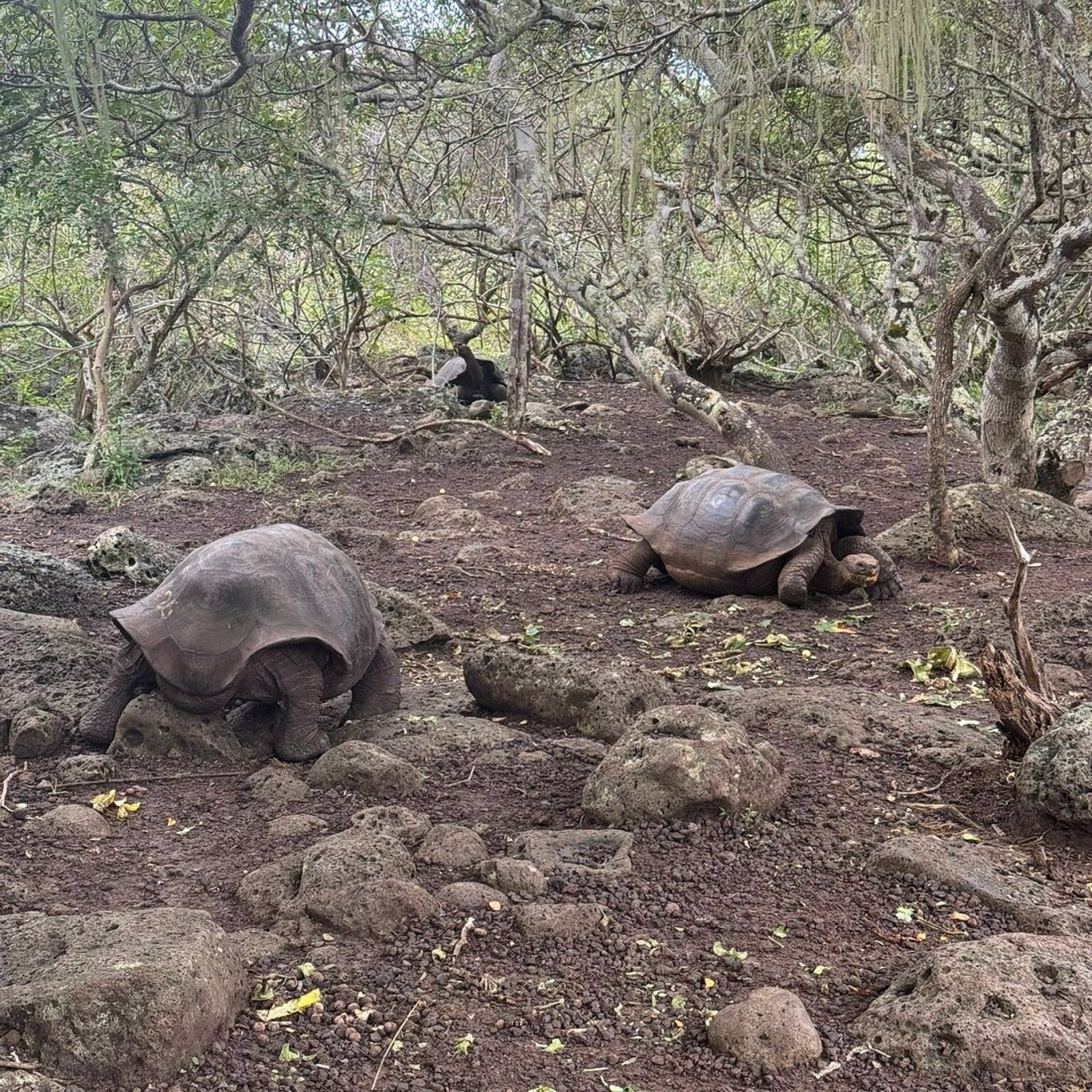 Tortoises Breeding Center (Galapaguera) Tour  | San Cristóbal Galápagos