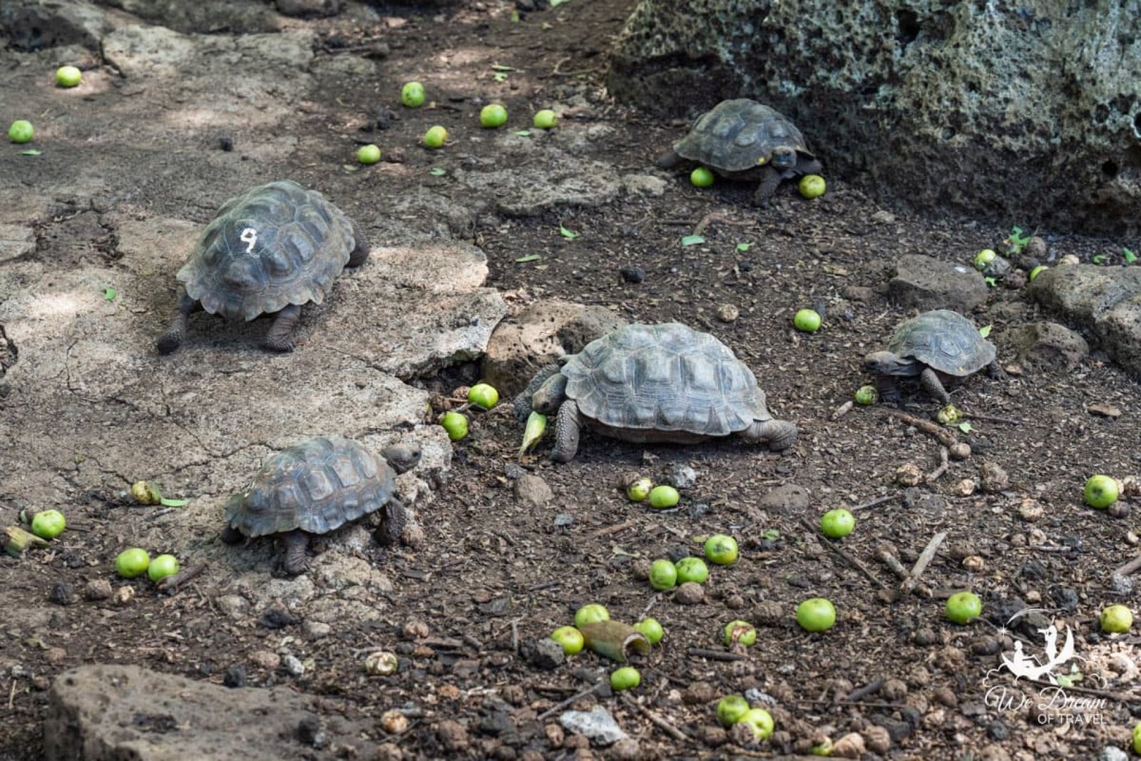 Tortoises Breeding Center (Galapaguera) Tour  | San Cristóbal Galápagos
