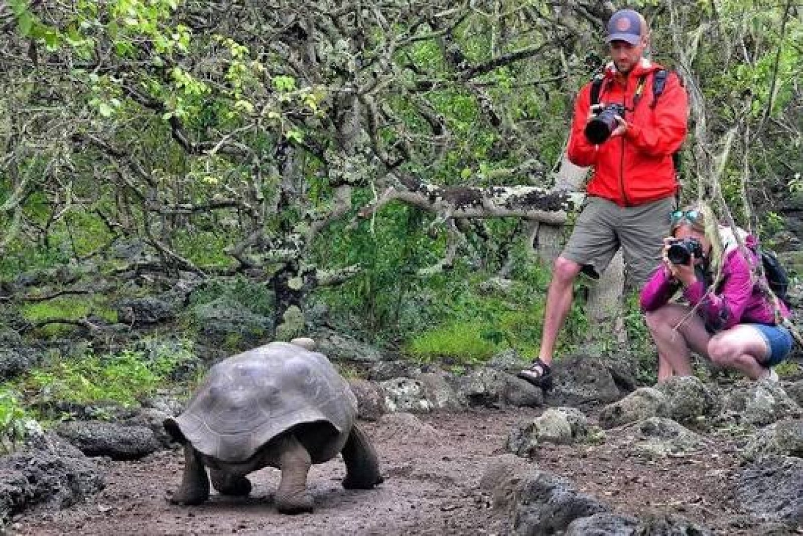 Tortoises Breeding Center (Galapaguera) Tour  | San Cristóbal Galápagos