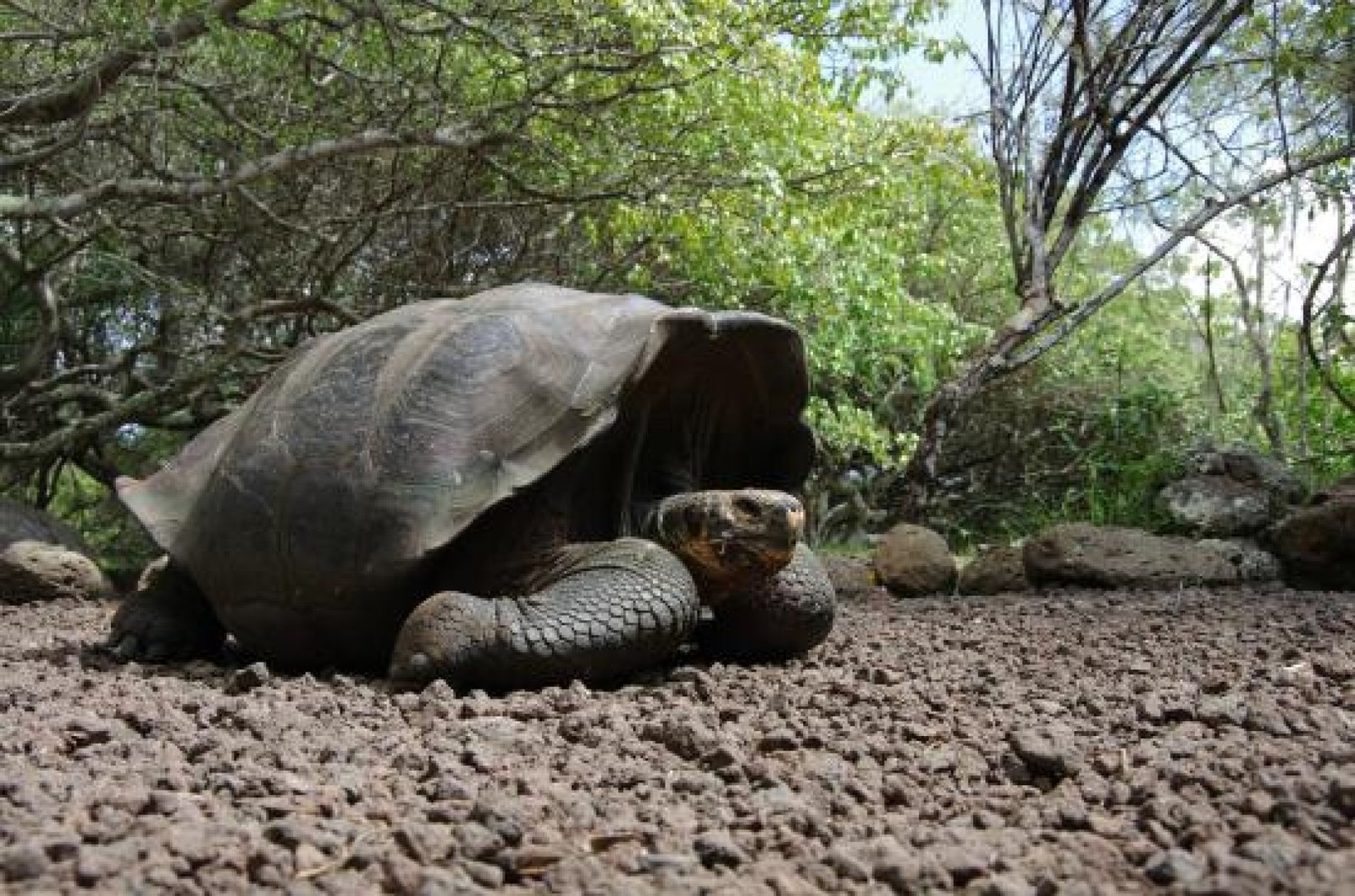 Tortoises Breeding Center (Galapaguera) Tour  | San Cristóbal Galápagos