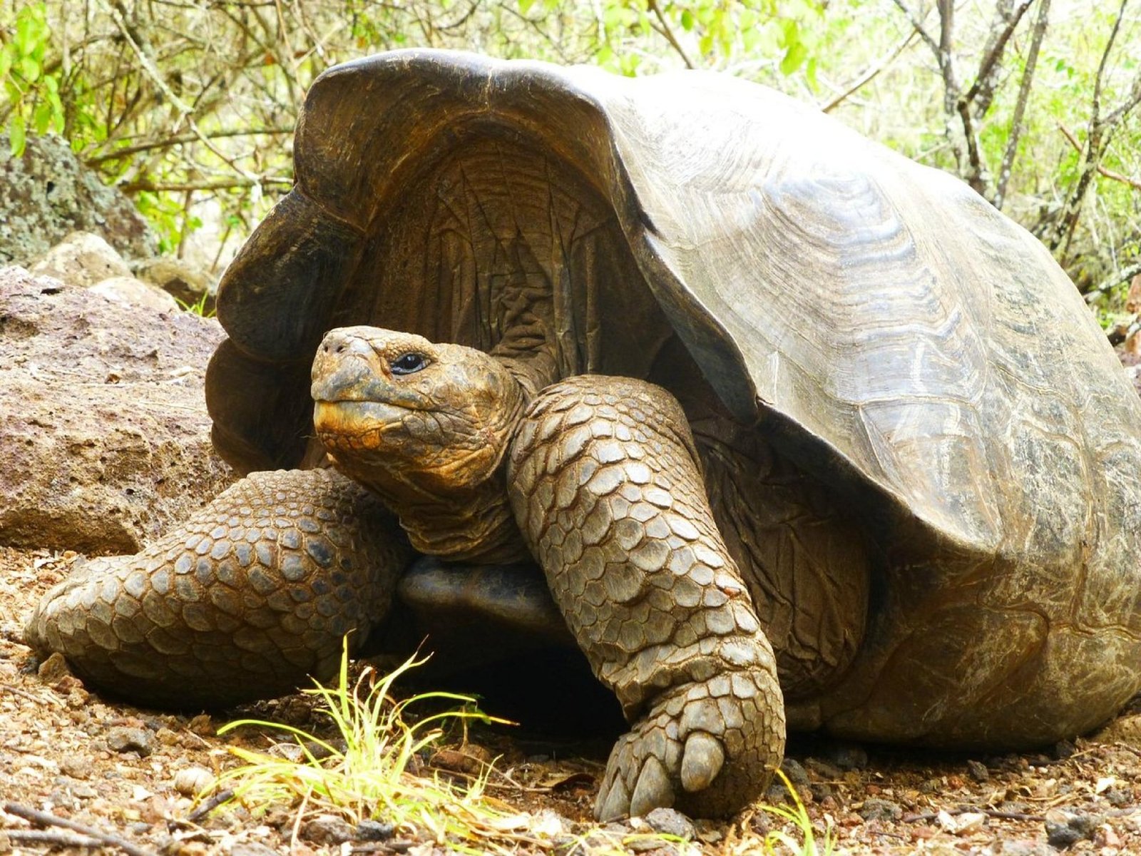 Tortoises Breeding Center (Galapaguera) Tour  | San Cristóbal Galápagos
