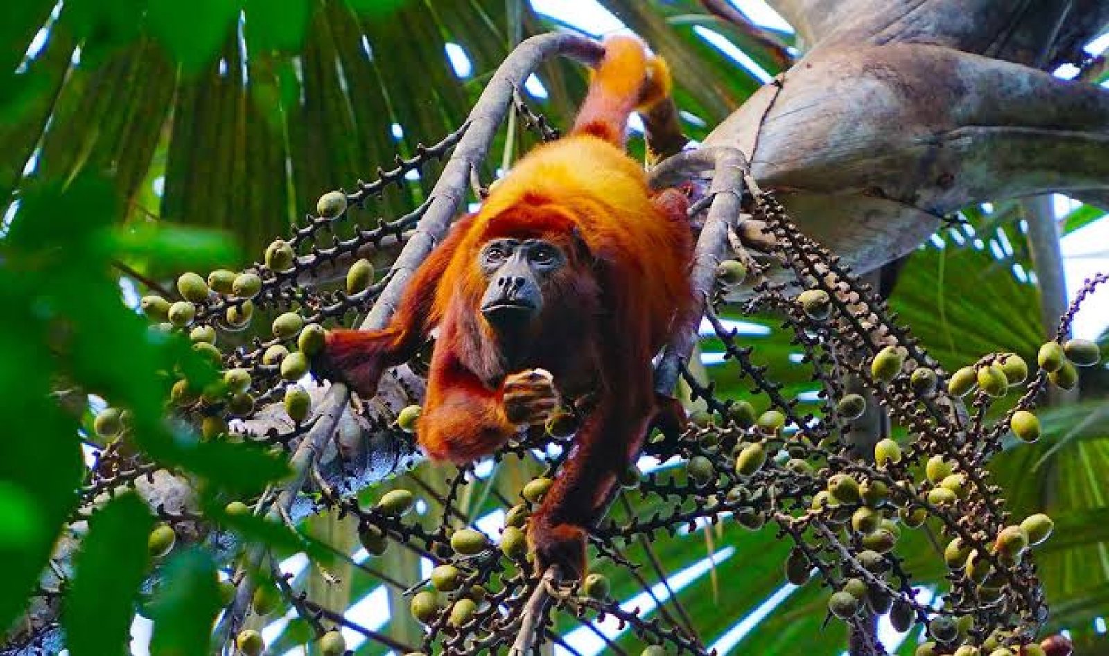 Yasuni Ecuador 4 Day - 3 Nights