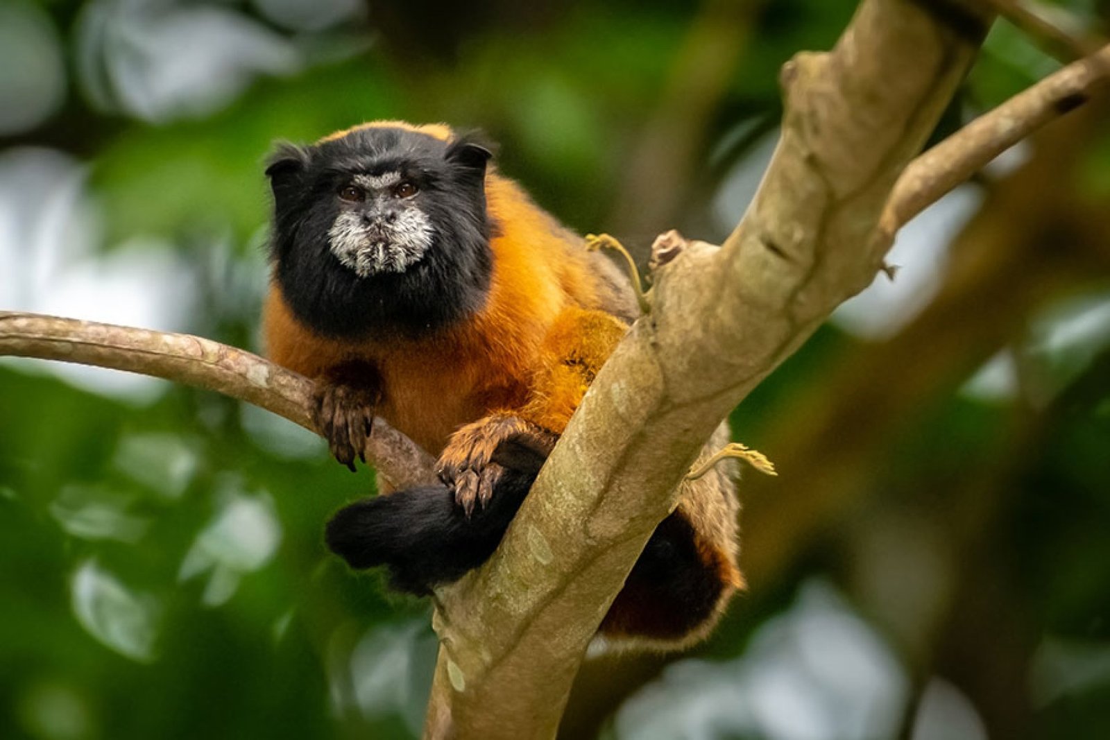 15-Day Ecuador Family Tour | Andes, Amazon & Tena