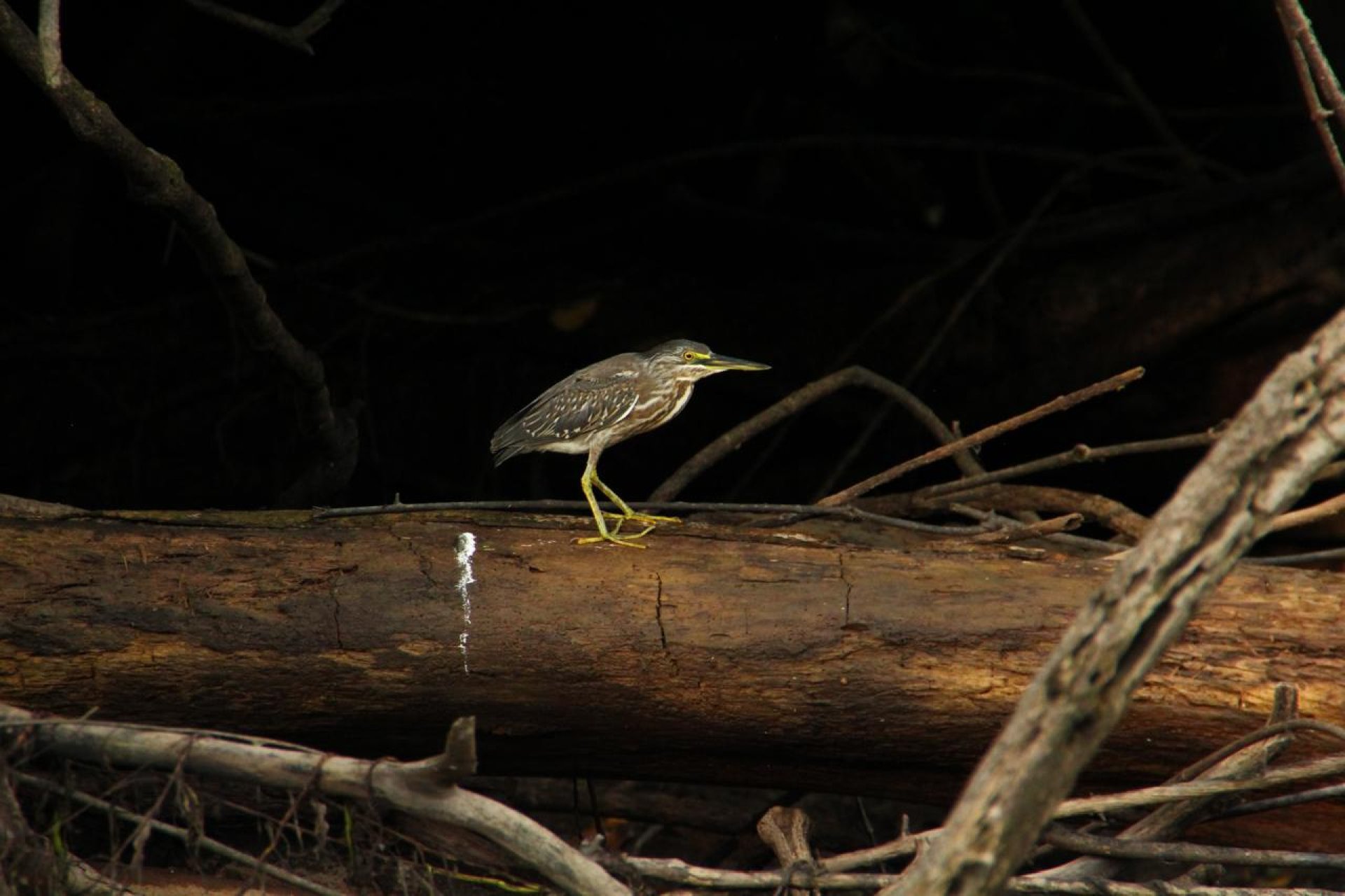 Yasuni Ecuador 3 days - 2 nights
